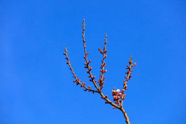 Mavi gökyüzünde kayısı çiçeği