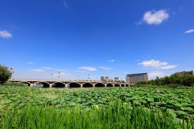 Ponds, Beihe Park Scenery 'deki Lotus Çiçekleri, Luannan County, Hebei Eyaleti, Çin