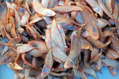 Pisi balığı yığınları, fotoğrafa yakın çekim