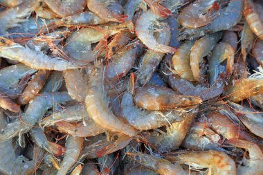 Donmuş karides yığınları