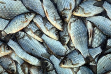 Sazan balığı yığınları