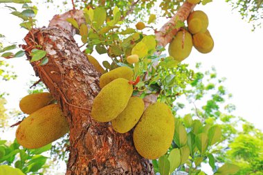 Botanik bahçesindeki bir ağaçtaki ananas meyvesi, Sanya City, Hainan Eyaleti, Çin