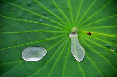 Taze nilüfer yaprakları çok temiz damarlarla