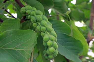 Manolya meyvesi dallarda, Kuzey Çin