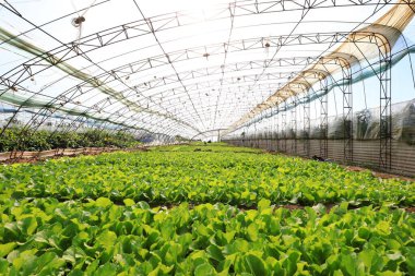 Seralarda yeşil sebze fideleri