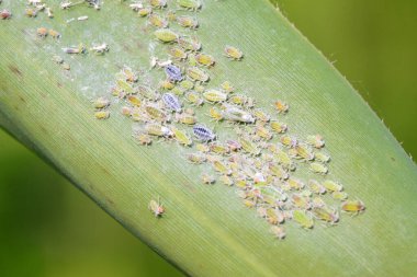 Hormaphidae böcekleri doğadaki bitkilerde.