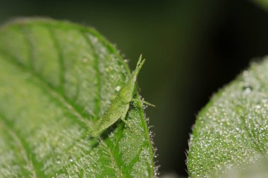 Atractomorpha sinensis Bolvar doğadaki bitki üzerine