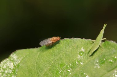 Atractomorpha sinensis Bolvar doğadaki bitki üzerine