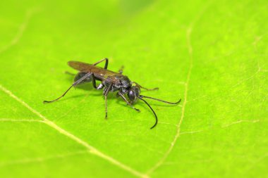 Arılar bitkilerdeki böceklerdir.