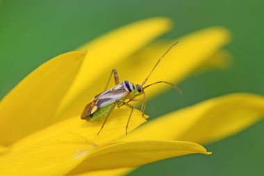 çekirke üzerinde vahşi yaprak yeşil