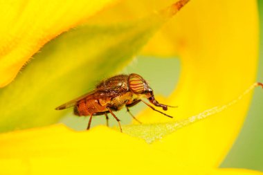 Stomorhina 'nın yeşil bitki üzerindeki modası geçti