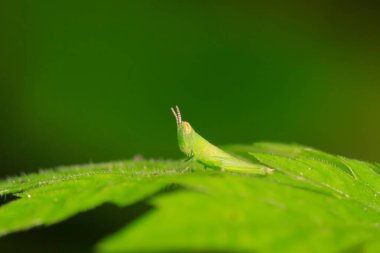 Oxyachinensis perileri doğadaki bitkiler üzerinde
