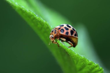 Epilachna vigintioctopunctata doğadaki bitki üzerinde