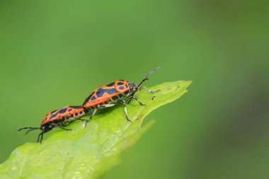 vahşi yaprak yeşil çiftleşme çekirke