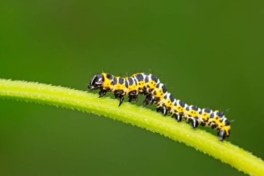 Vahşi doğada yeşil yaprağın üzerindeki boynuzlu kardeşlik.