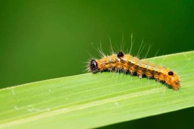 Yeşil yapraklı tırtıl, fotoğrafa yakın çekim.