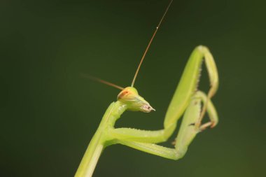 Mantid larvaları doğada bitki üzerinde