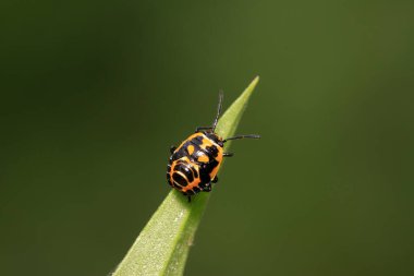 çekirke üzerinde vahşi yaprak yeşil