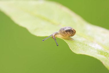 salyangoz vahşi yeşil bitki üzerinde closeup 