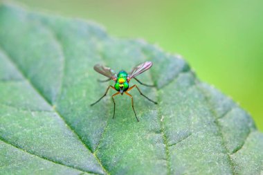 Dolichopodidae böceği doğada bitki üzerinde