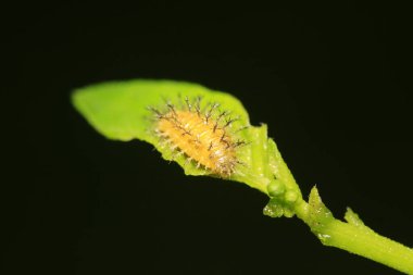 Epilachna vigintioctopunctata doğadaki bitki üzerinde