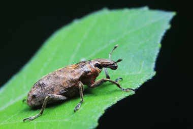 Yabani bitkilerdeki buğday biti