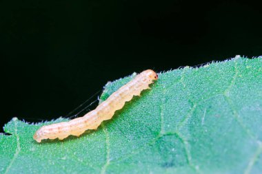 Doğadaki bitkilerdeki küçük böcekler