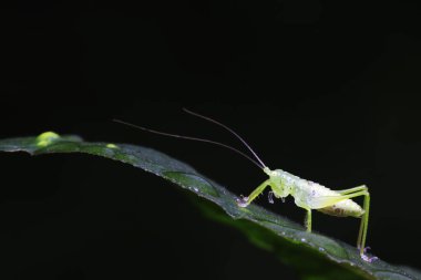 Uzun boynuzlu çekirgeler, yeşil yapraklı periler.
