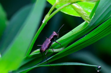 Vahşi doğada yeşil yaprak üzerinde Cicindela kaleea