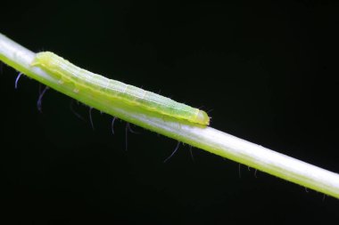Doğadaki bitkilerdeki küçük böcekler