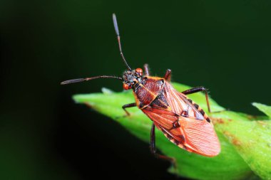 Yeşil yapraklı pis böcek, Kuzey Çin