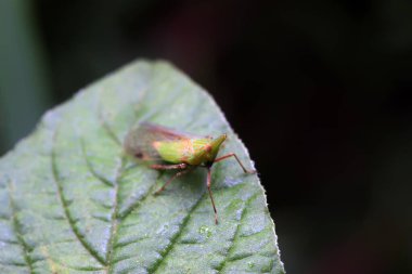 Vahşi doğada yeşil yaprak üzerine dikte