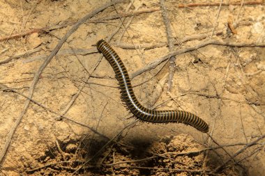 Prospirobolus vahşi doğada yerde.