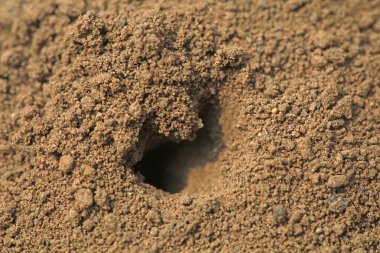 Karınca yuvası vahşi doğada