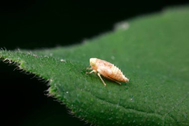 Yeşil yapraklı yaprak hoplatan larvalar.