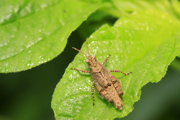 Grasshopper on plant in the wild