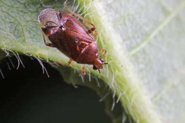 Yeşil yapraklı pis böcek, Kuzey Çin