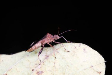 Yeşil yapraklı pis böcek, Kuzey Çin