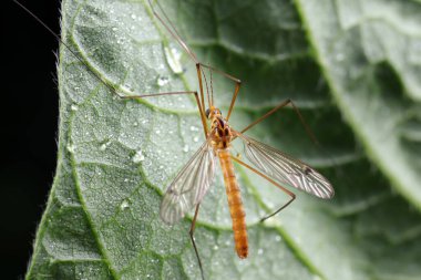 Yeşil yapraklı sivrisinekler, Kuzey Çin