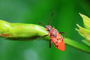 Yeşil yapraklı pis böcek, Kuzey Çin