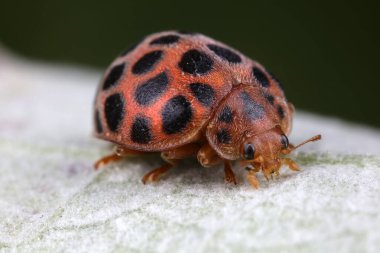Yeşil yapraklı uğur böcekleri, Kuzey Çin