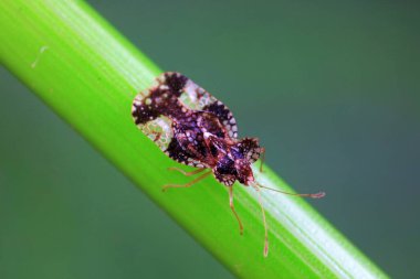 Yeşil yapraklı pis böcek, Kuzey Çin