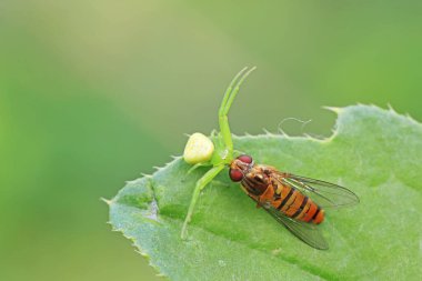 Yengeç örümcekleri Kuzey Çin 'de doğal koşullarda Syrphidae' yi avlarlar.