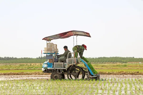Tangshan Şehri - 29 Mayıs 2016 tarihinde Çin 'in Hebei eyaletinin Tangshan şehrinde tarlalara pirinç ekme makineleşmesi operasyonu