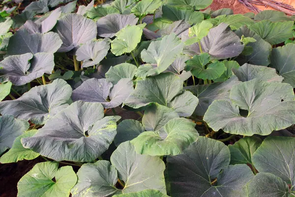 kabak yaprakları bahçede, fotoğrafa yakın.