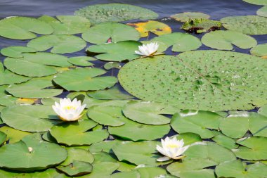 Yaz aylarında, çok güzel çiçek lotus çiçekleri