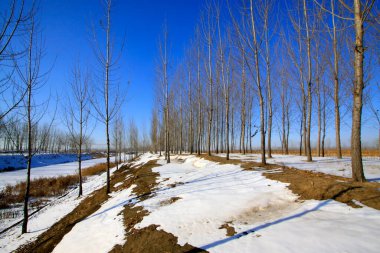 Karda orman arazisi, fotoğrafa yakın.