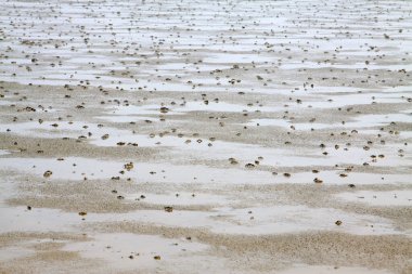 Sahilde küçük yengeçler