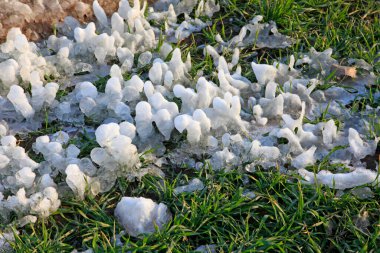 Buğday tarlalarında buz ve kar, fotoğraflara yakın çekim