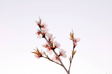 Şeftali çiçeği, yakın plan fotoğraf.